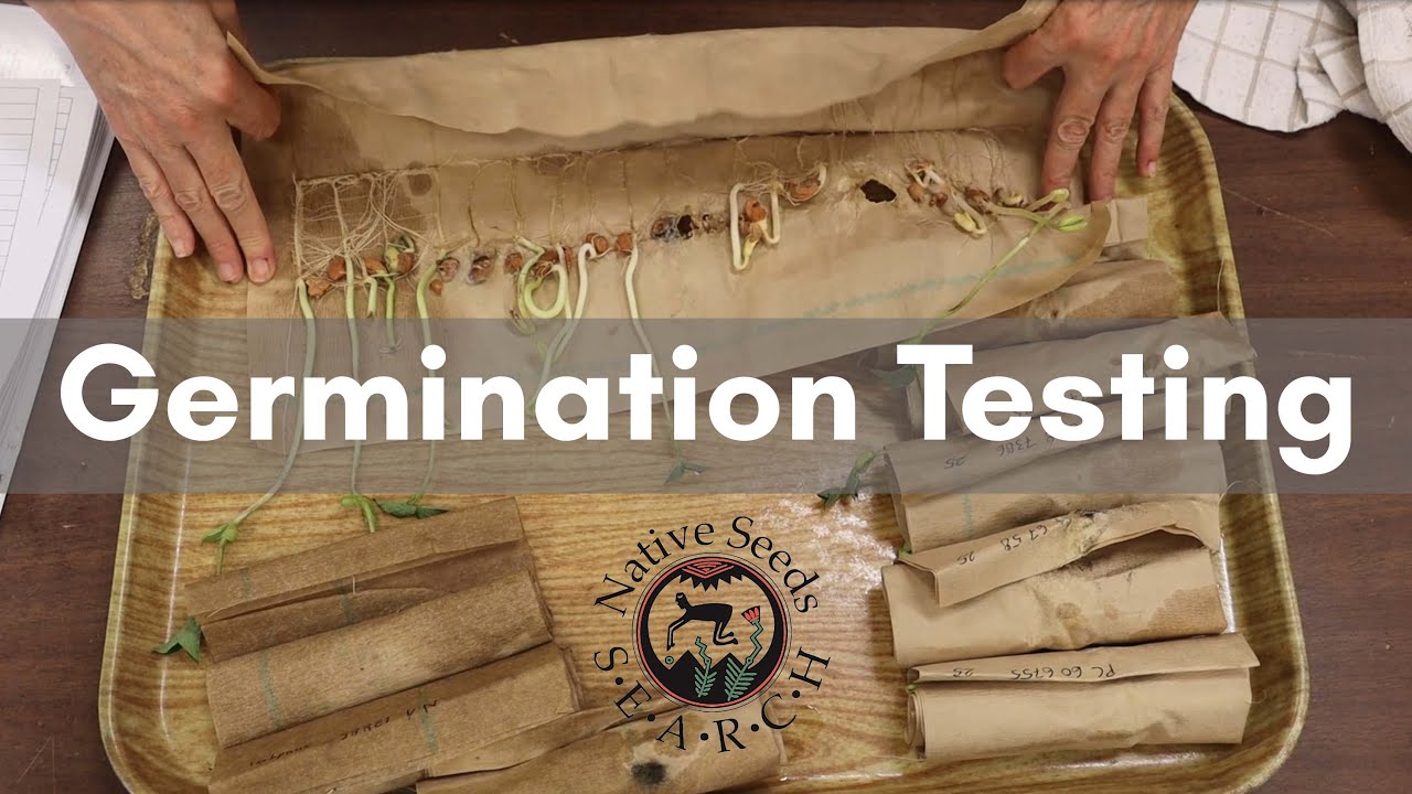 Germination Testing in the Seed Lab
