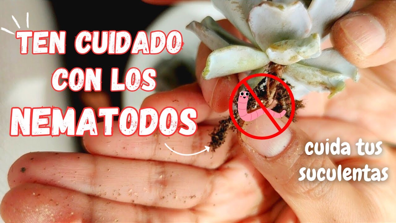 🦠SALVA A TIEMPO TUS SUCULENTAS DE LOS NEMATODOS┃LILACINA CRISPATE BEAUTY┃ SUCULENTA DESHIDRATADA
