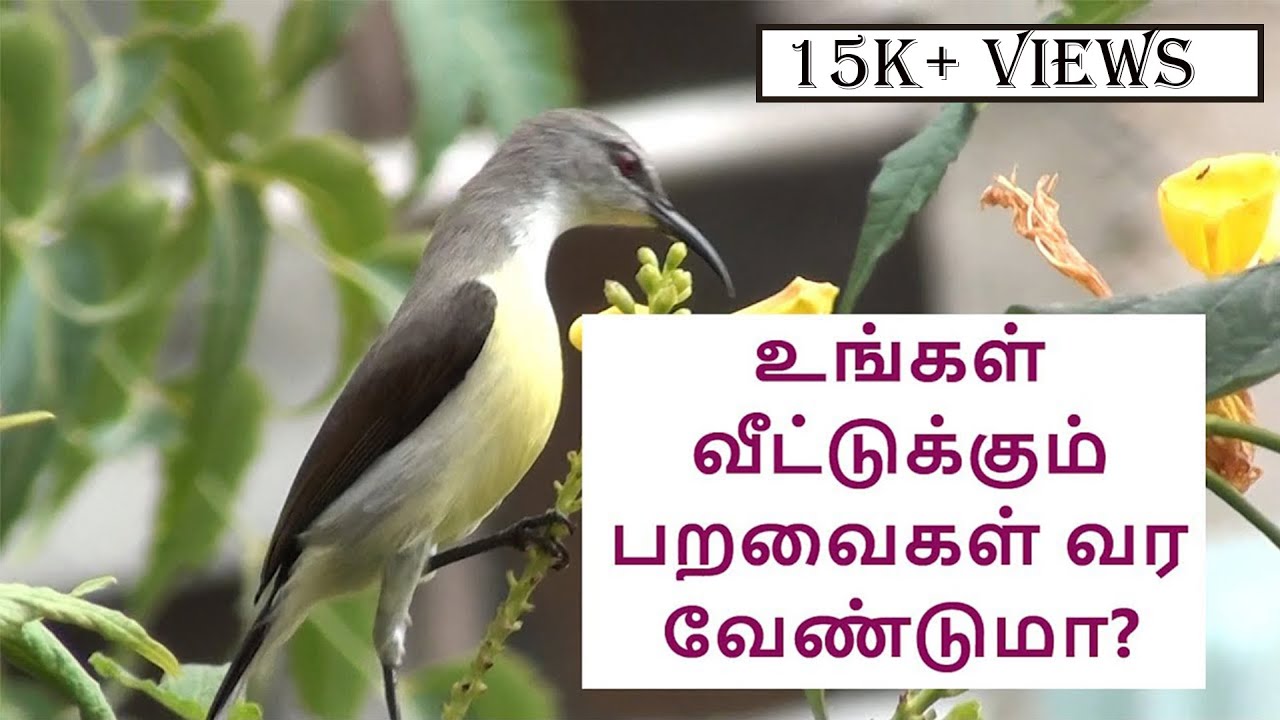 உங்கள் வீட்டுக்கும் பறவைகள் வர வேண்டுமா?