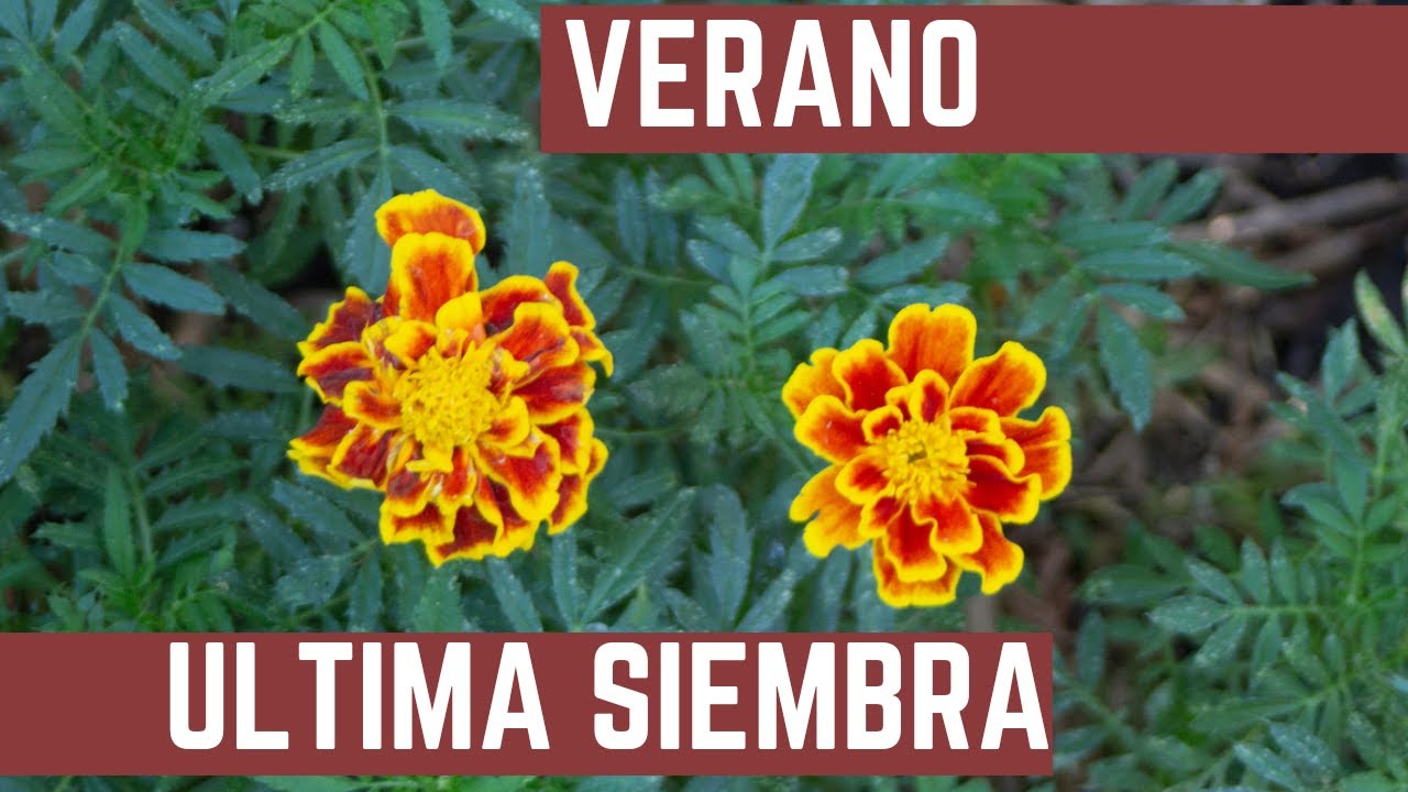 Aprovechamos la Huerta - Ultima Oportunidad para Sembrar Cultivos de Verano