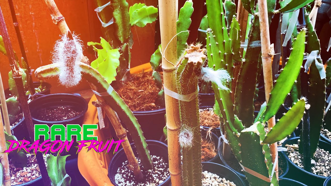 Ants are ATTACKING my DRAGON FRUIT and I'm FIGHTING Back with Cold Pressed Neem Oil