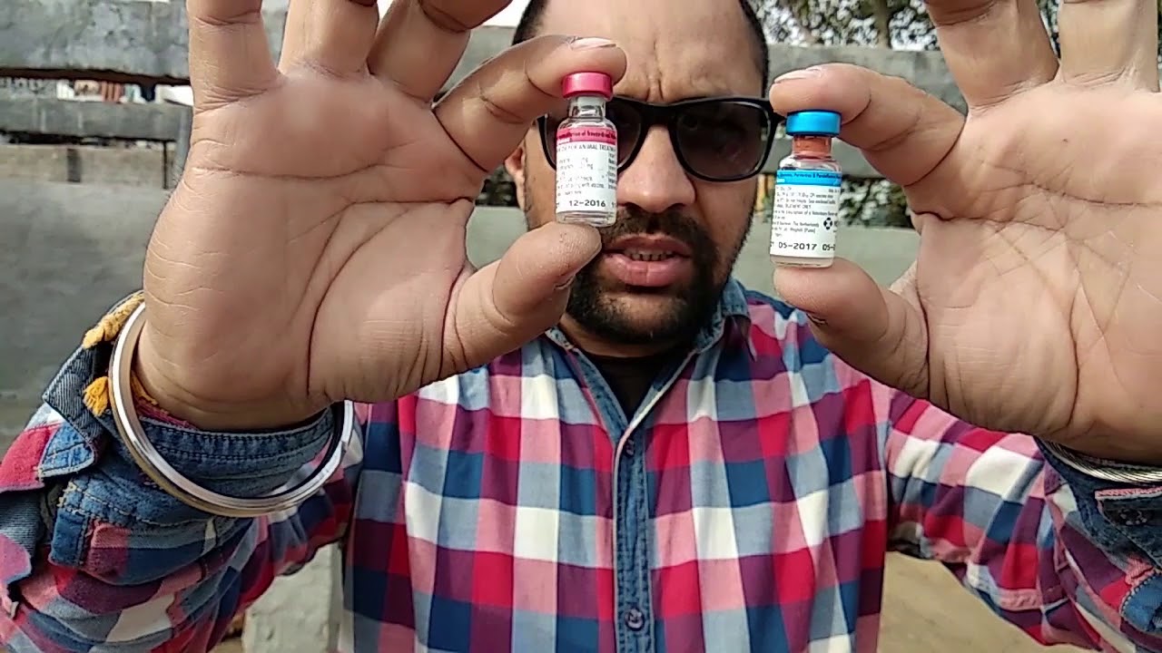 Pet Care - Puppy | Dog | Vaccination | DHPPI | Schedule | Maintaining | Temperature - Bhola Shola