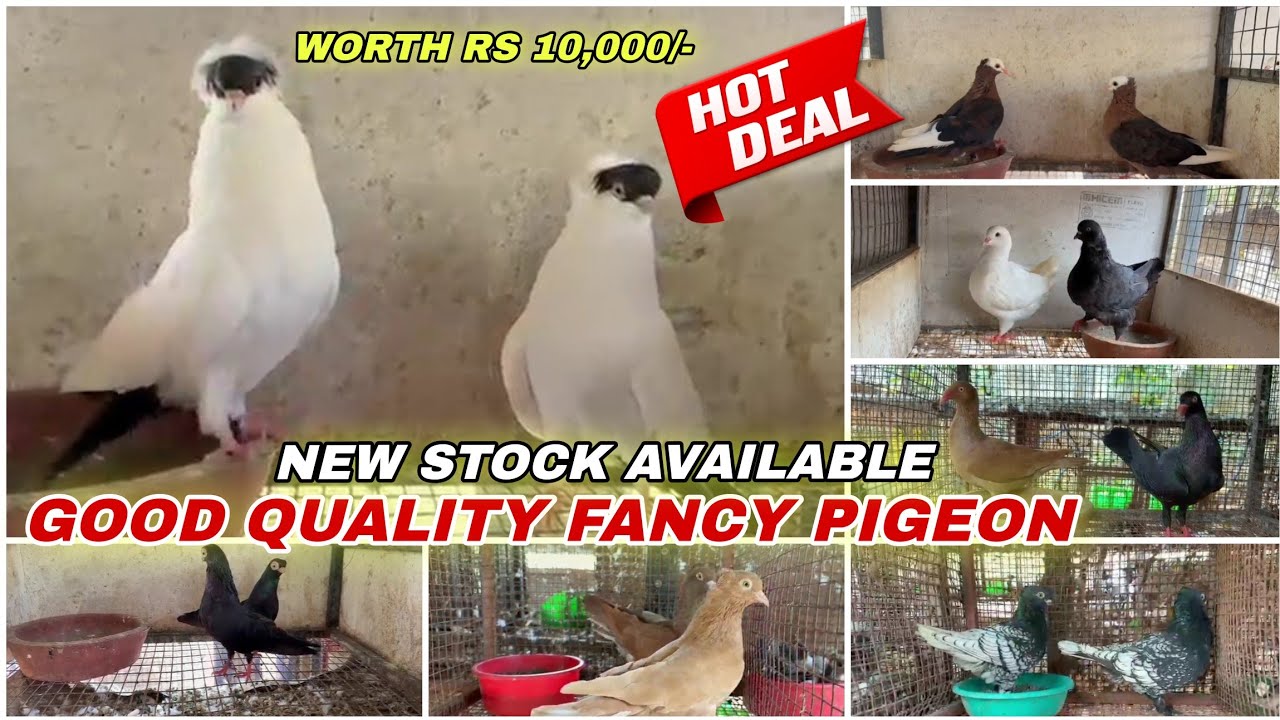 Excellent Quality Fancy Pigeon, French Mudina,Satin,Mukkhi, Archangel,kabutar New Stock