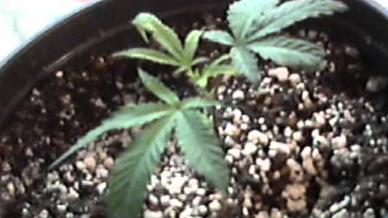 Mmj Grow Clone Update 1 Week after the Transplant