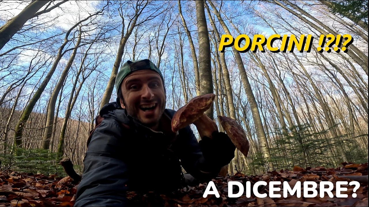 Dicembre, zero speranze… poi è successo questo ! (ultima ricerca di porcini dell'anno)
