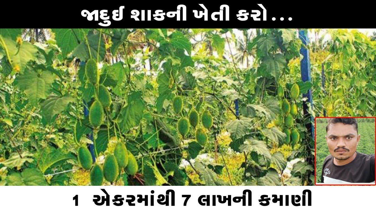 સૌથી મોંઘી શાકભાજીની ખેતી ll એક વખત વાવો અને છ મહિના શાંતિ ll દેશી બિયારણ અને રોકડી આવક ll