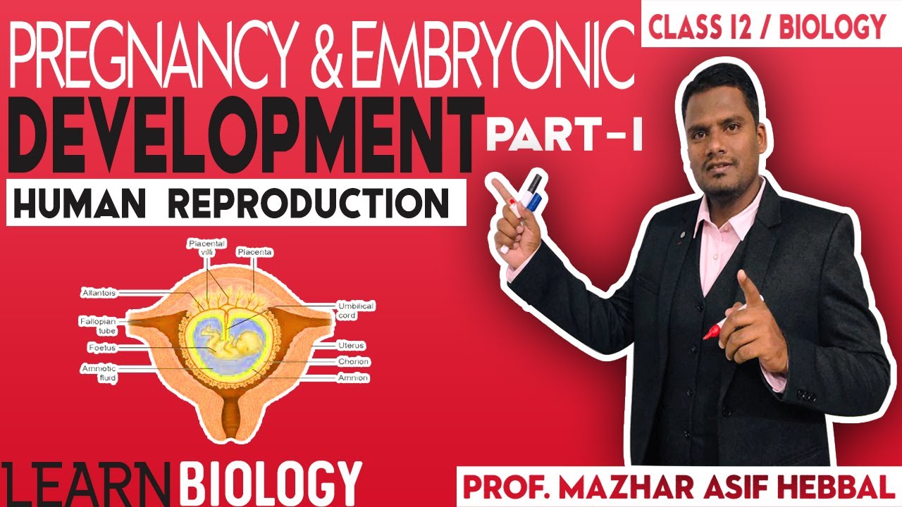 Pregnancy & Embryonic Development- 1 Placenta.