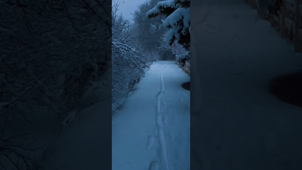 Snow-Covered Path Through Winter Wonderland 