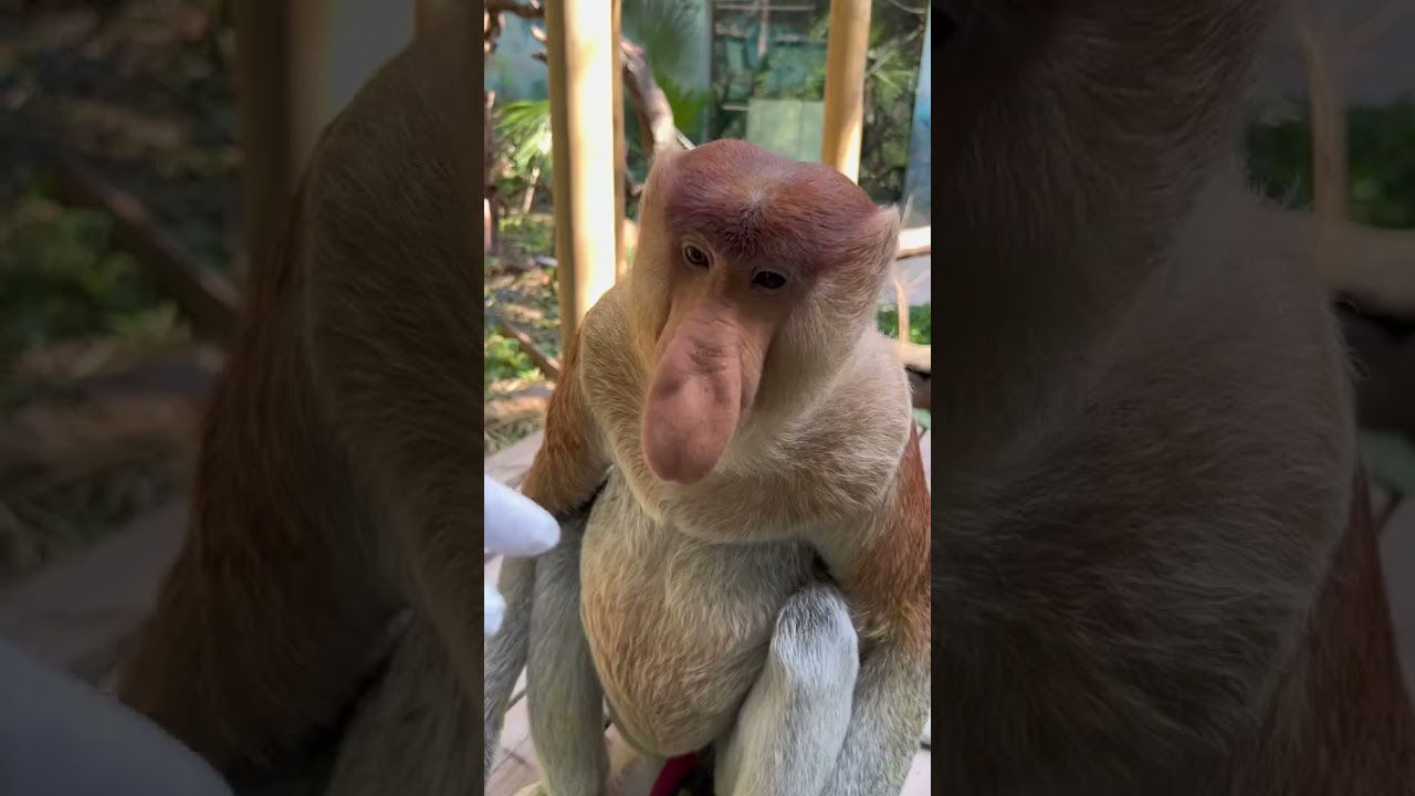 Mischievous Monkey Moments