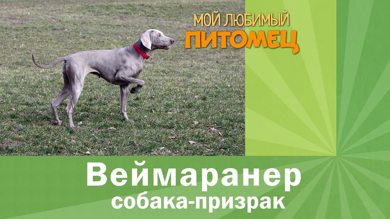 Веймаранер за 4 минуты. Ничего лишнего.