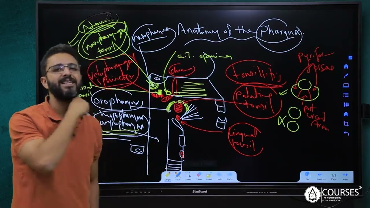 Anatomy of the pharynx, Adenoid, tonsillitis & oropharyngeal ulcers