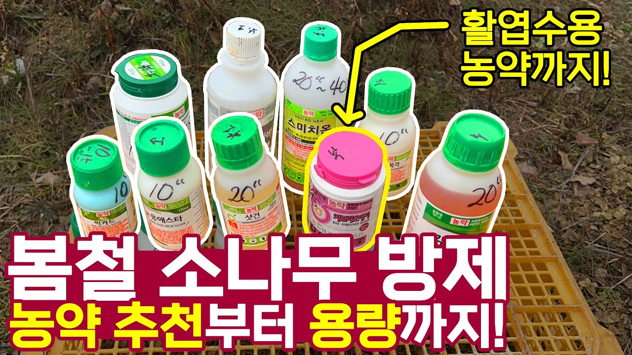 3월달 소나무(+활엽수) 농약 지역별 시기 및 방제 방법! (농약 추천! 사용량 추천!)