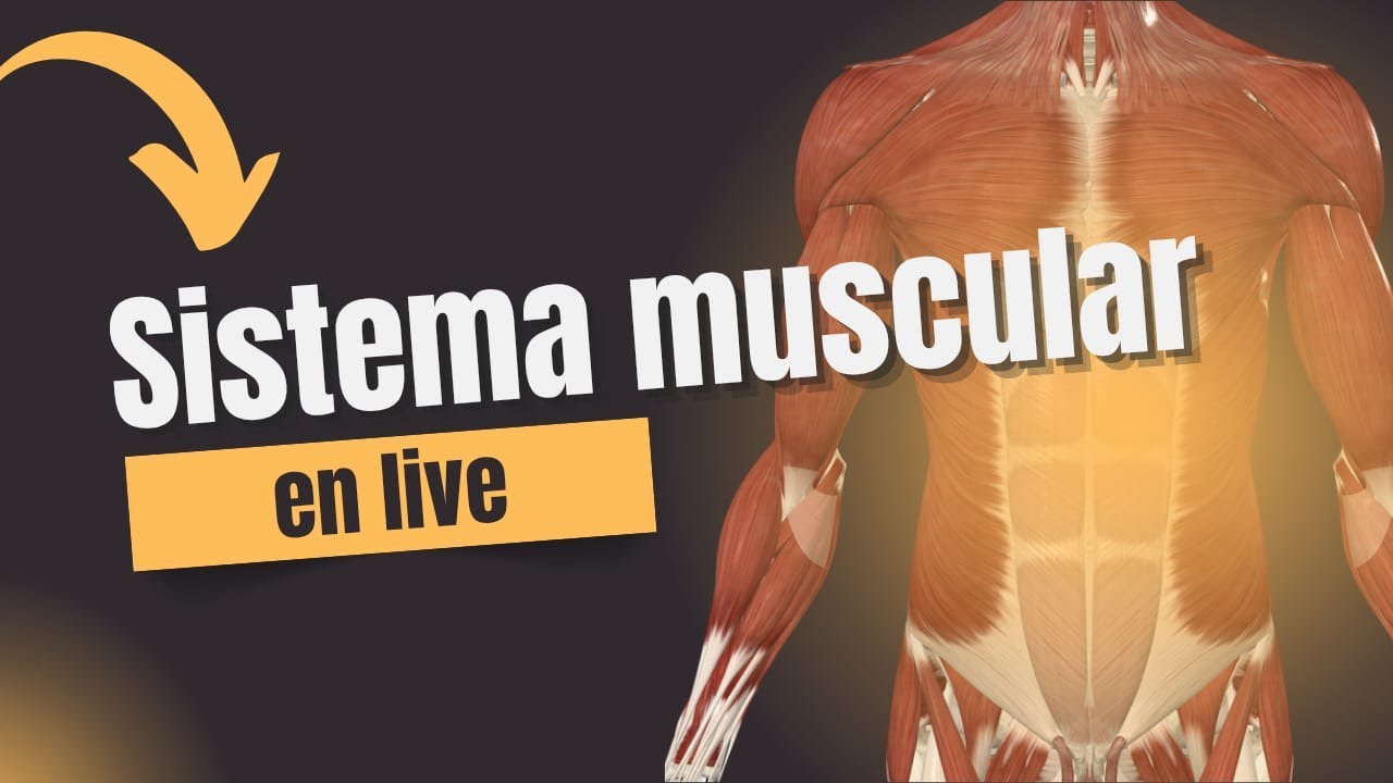 HABLEMOS DE SISTEMA MUSCULAR