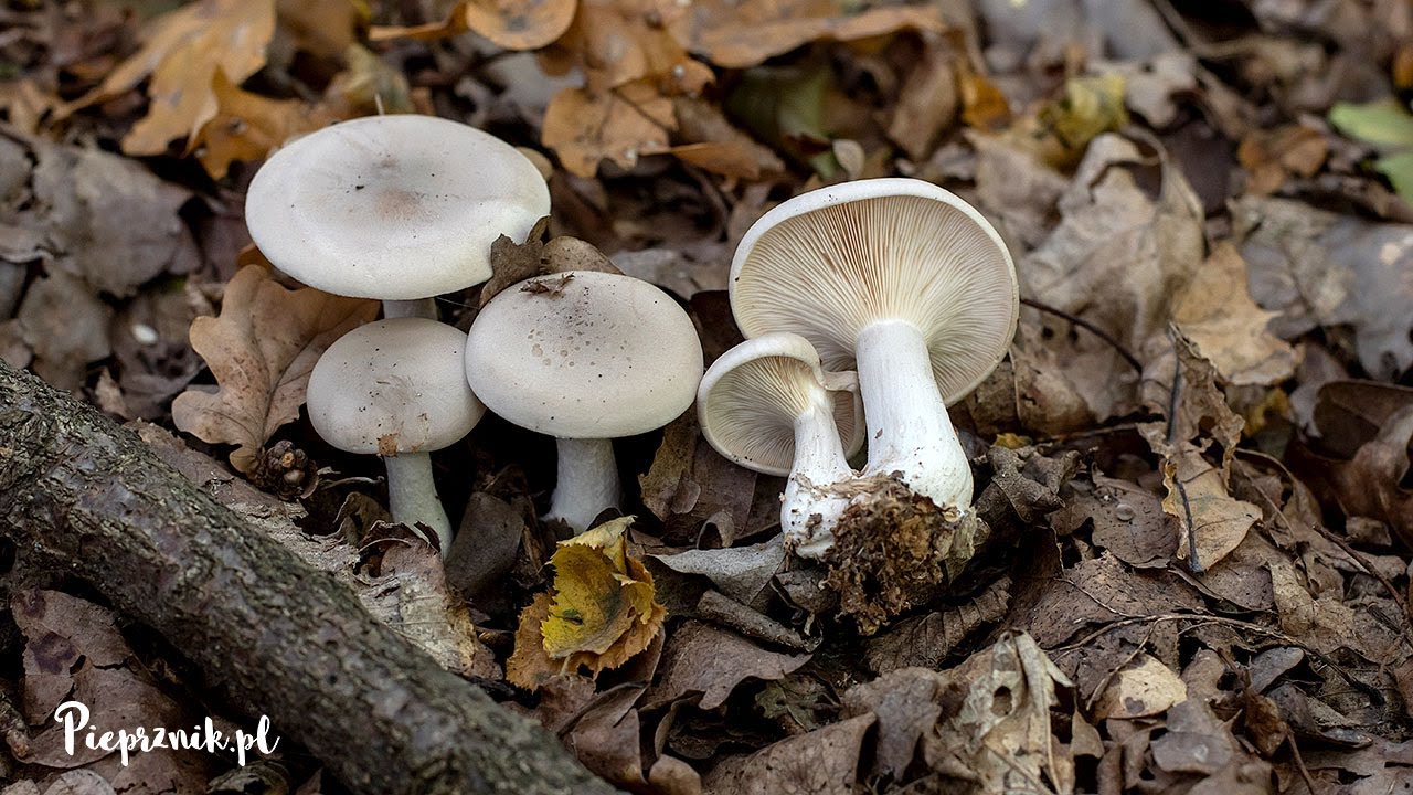 Lejkówka szarawa / Gąsówka mglista (Clitocybe nebularis) - jadalna, niejadalna czy trująca?