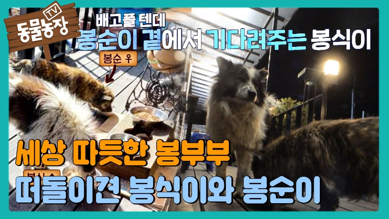 세상 따듯한 봉부부, 떠돌이견 봉식이와 봉순이 #TV동물농장 #AnimalFarm #SBSstory