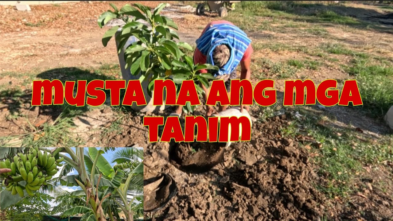 Musta na ang mga alaga at tanim | Pabigat na ang mga saging, kailangan ng tukod