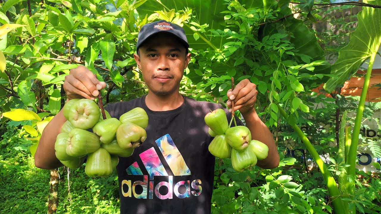 Panen jambu air kiojok