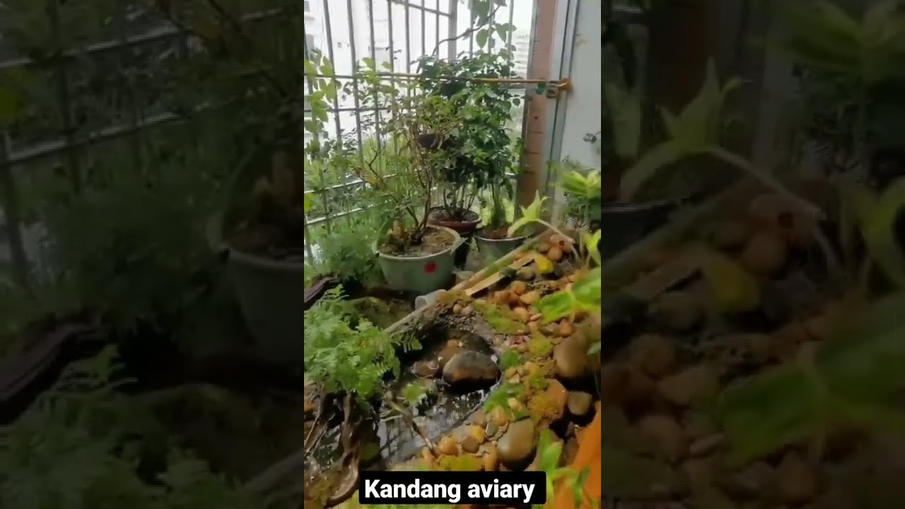 kandang aviary kecil tapi asri seperti di alam bebas