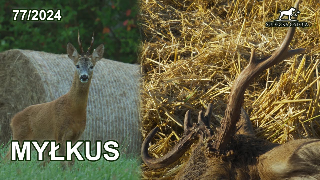 Finał - ruja 2024 - myłkus! - SUDECKA OSTOJA 77/2024 roe buck hunting in Poland