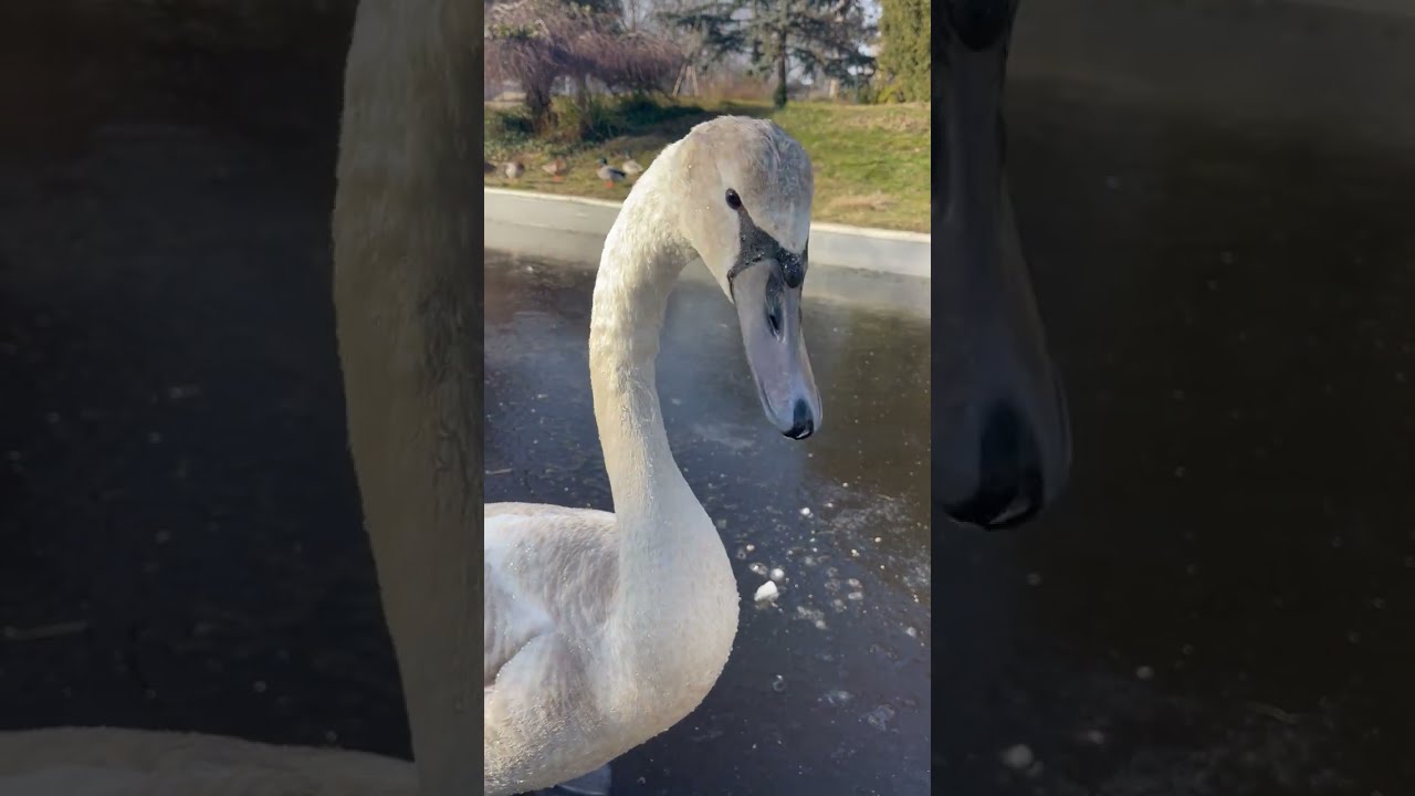 KWAK KWAK KWAK ang sabi ng DUCK