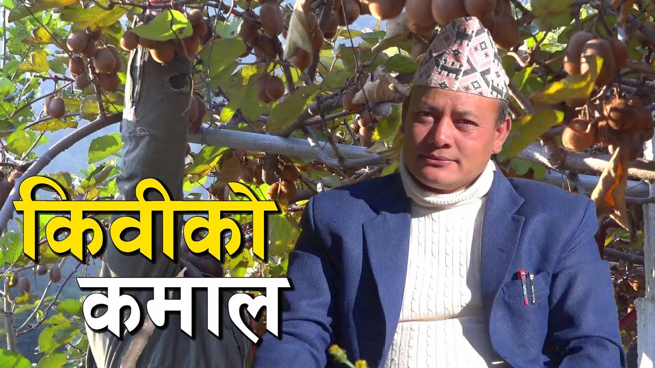 किवी खेतीका किङ्ग  लिला बहादुर || Kiwi Kheti in Nepal ||