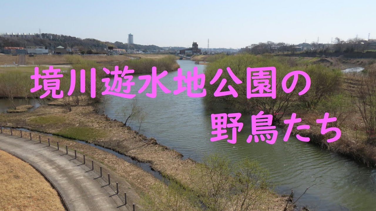 境川遊水地公園の野鳥たち