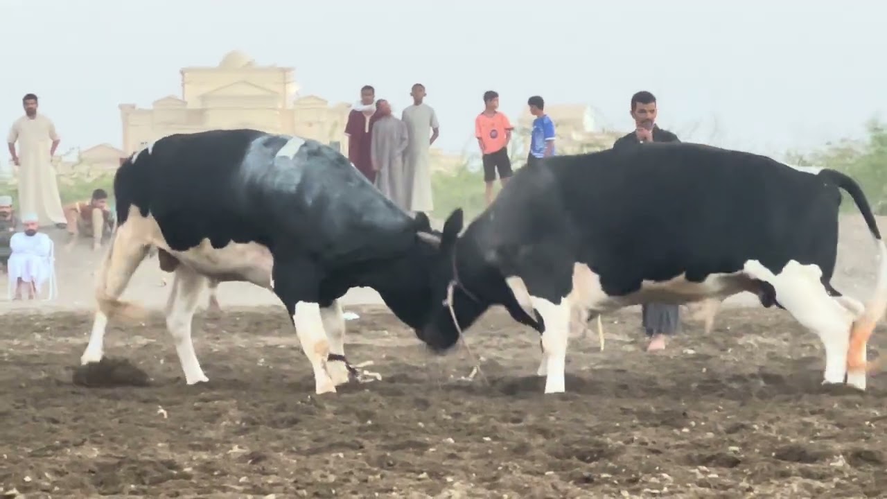 غضب & تصاريح