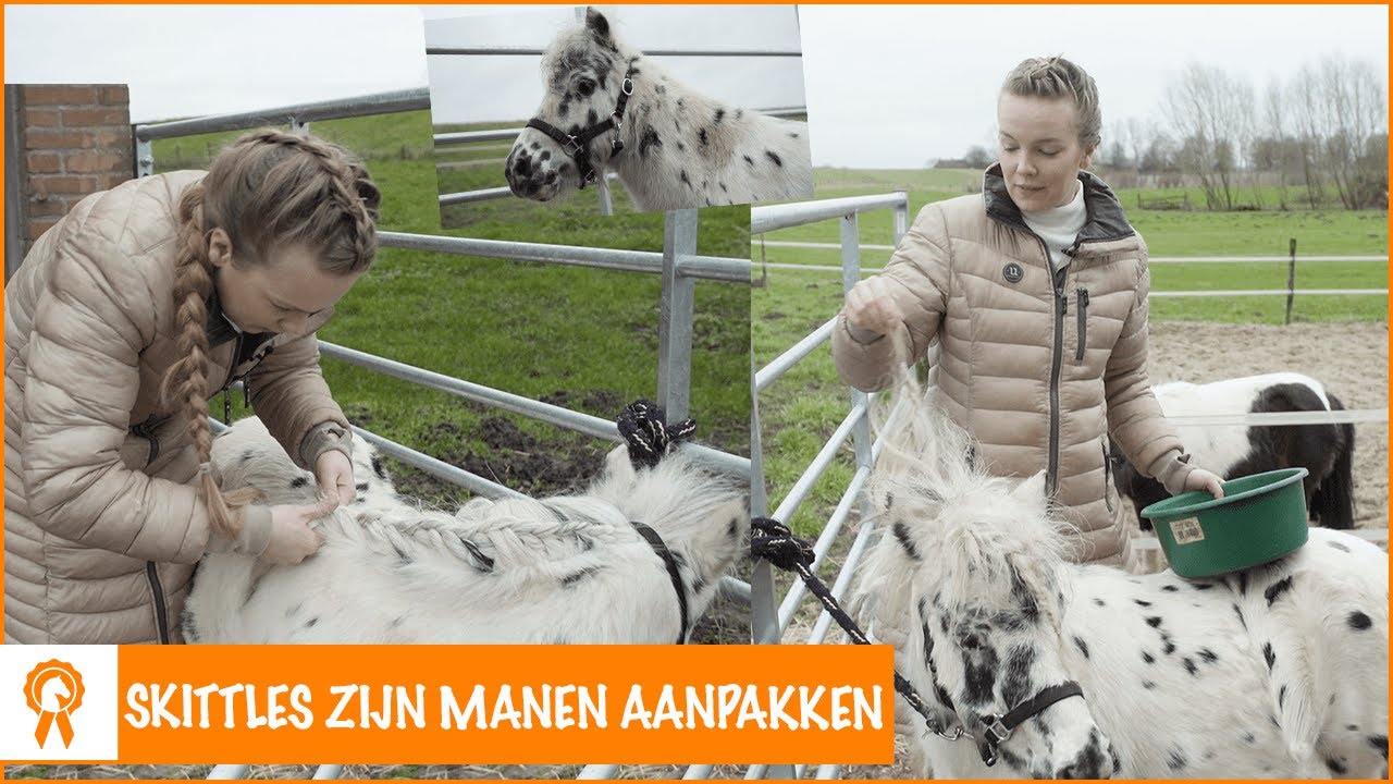 Mijn eerste hengstenvlecht proberen! | PaardenpraatTV