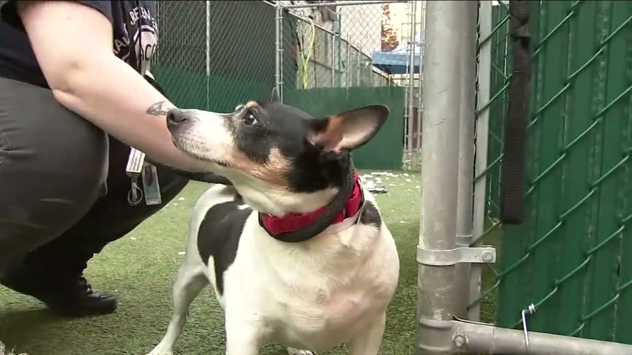 Animal shelter begging people to adopt dogs
