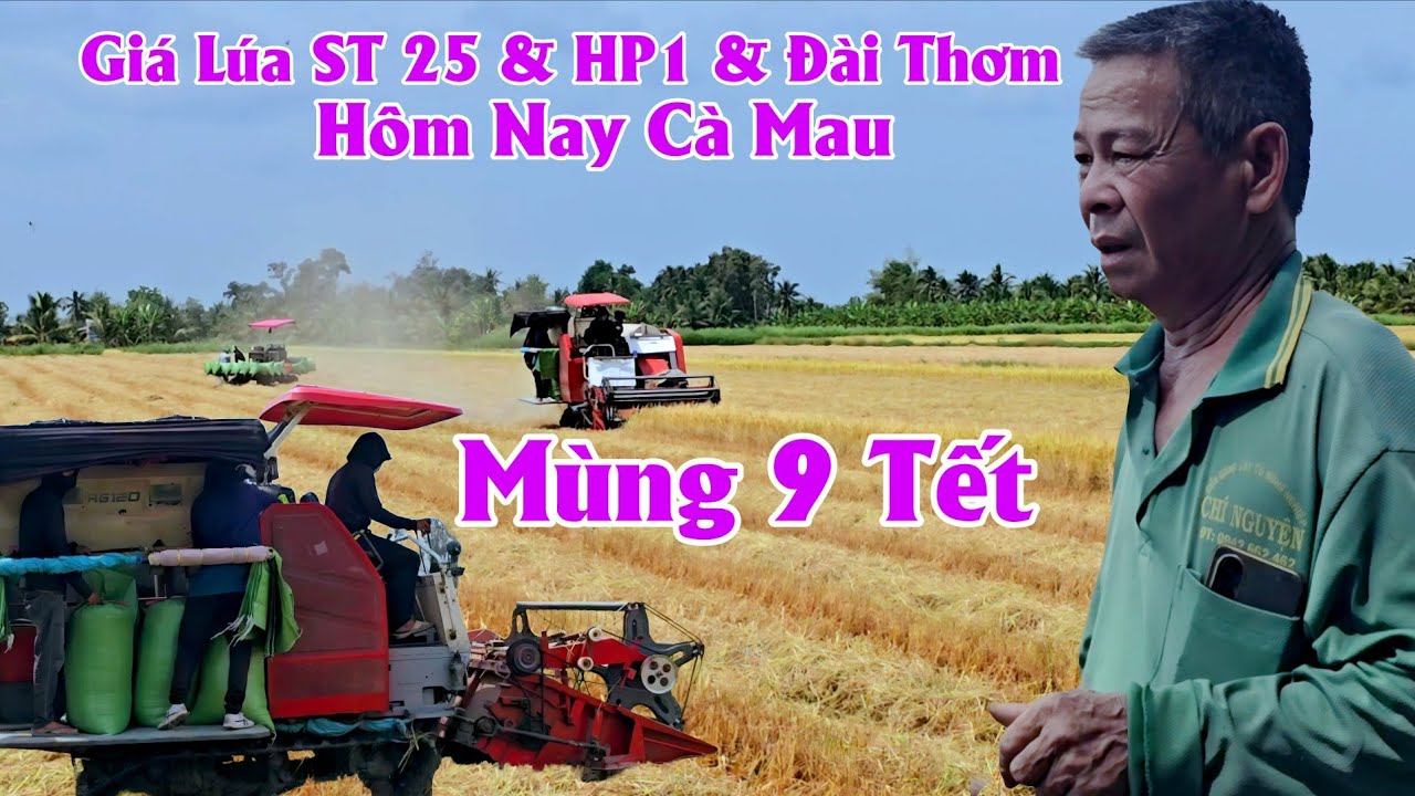 25/2/2026 Giá Lúa ST 25 & HP1 Đài Thơm 8 Hôm Nay Cà Mau #ngườicàmau