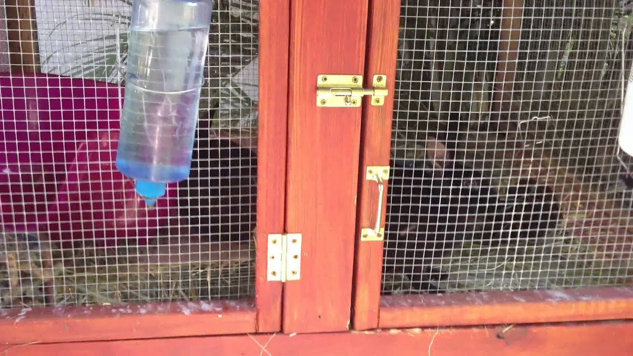 How to Build a Rabbit Hutch Part 2