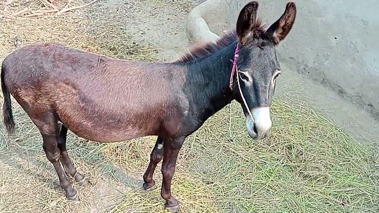 Donkey first meeting process| HORSE Breeding complete process. Horse and Donkey meeting