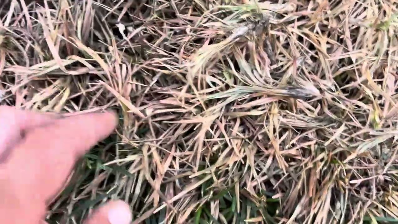 Osmanlı çimlerinde Çökerten (Rhizoctonia) mantar hastalığı belirtileri 