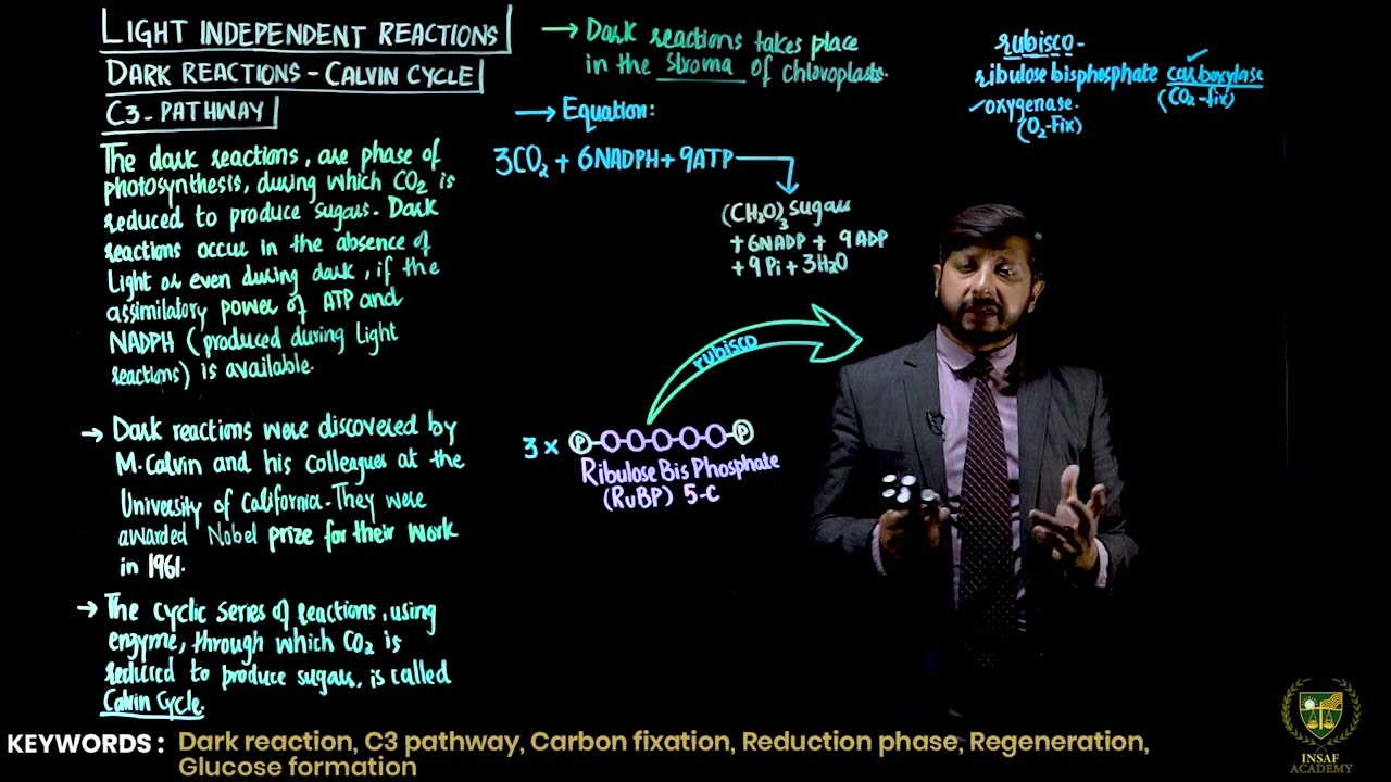 Light-Independent Reaction (or Dark) Reactions || 11TH BIOLOGY || CHP 11 || LECTURE 13 ||