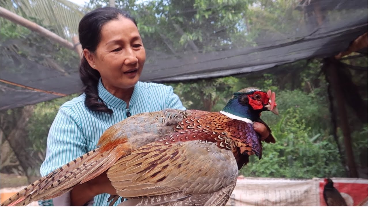 Tham Quan Trại Nuôi Chim Trĩ Ở Bến Tre - Em Gái Quê - Bến Tre