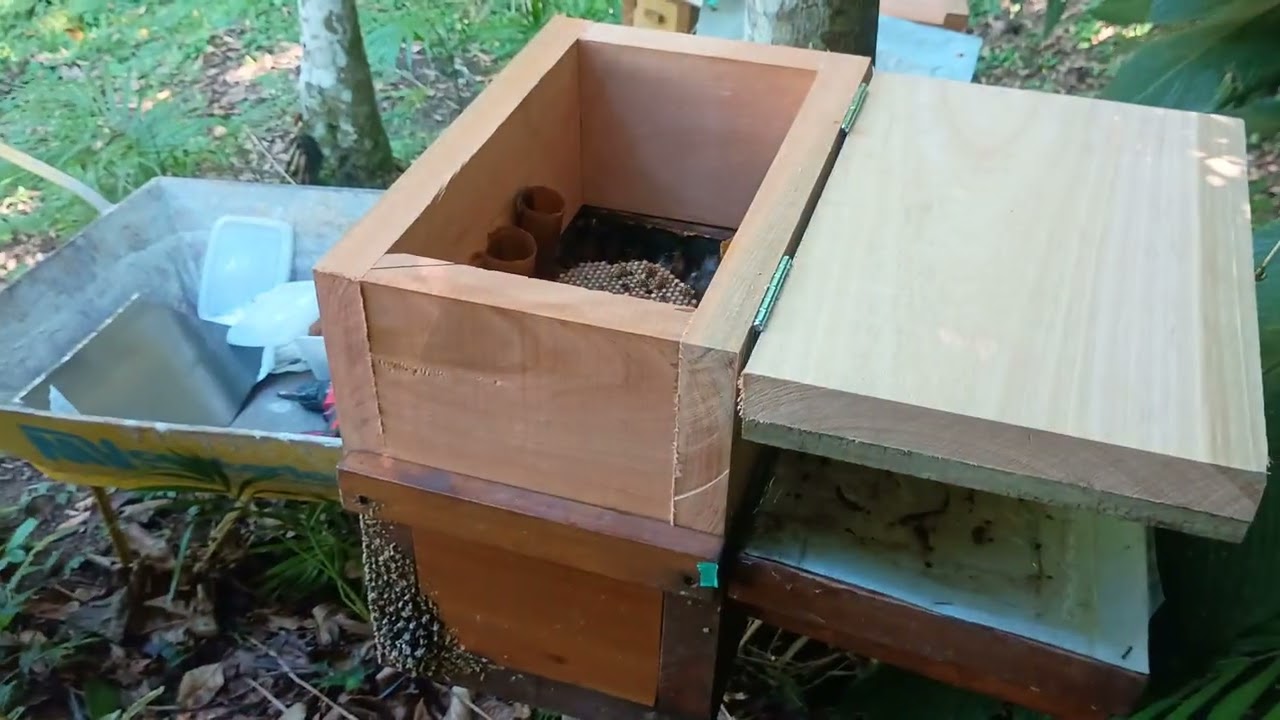 Indução de abelha Guaraipo negra (Melipona Bicolor schenki)