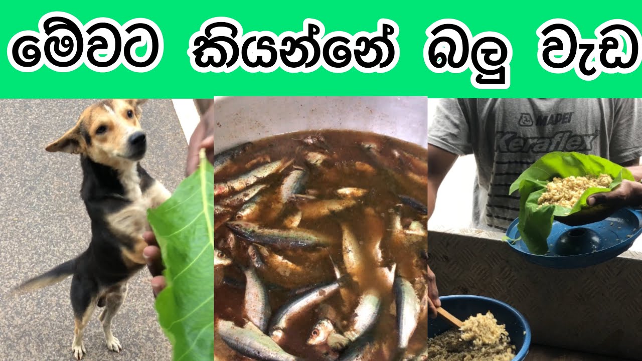 Rainy Day Vlog 🌧️ | බලු කපුටු දානය 🐶❤️