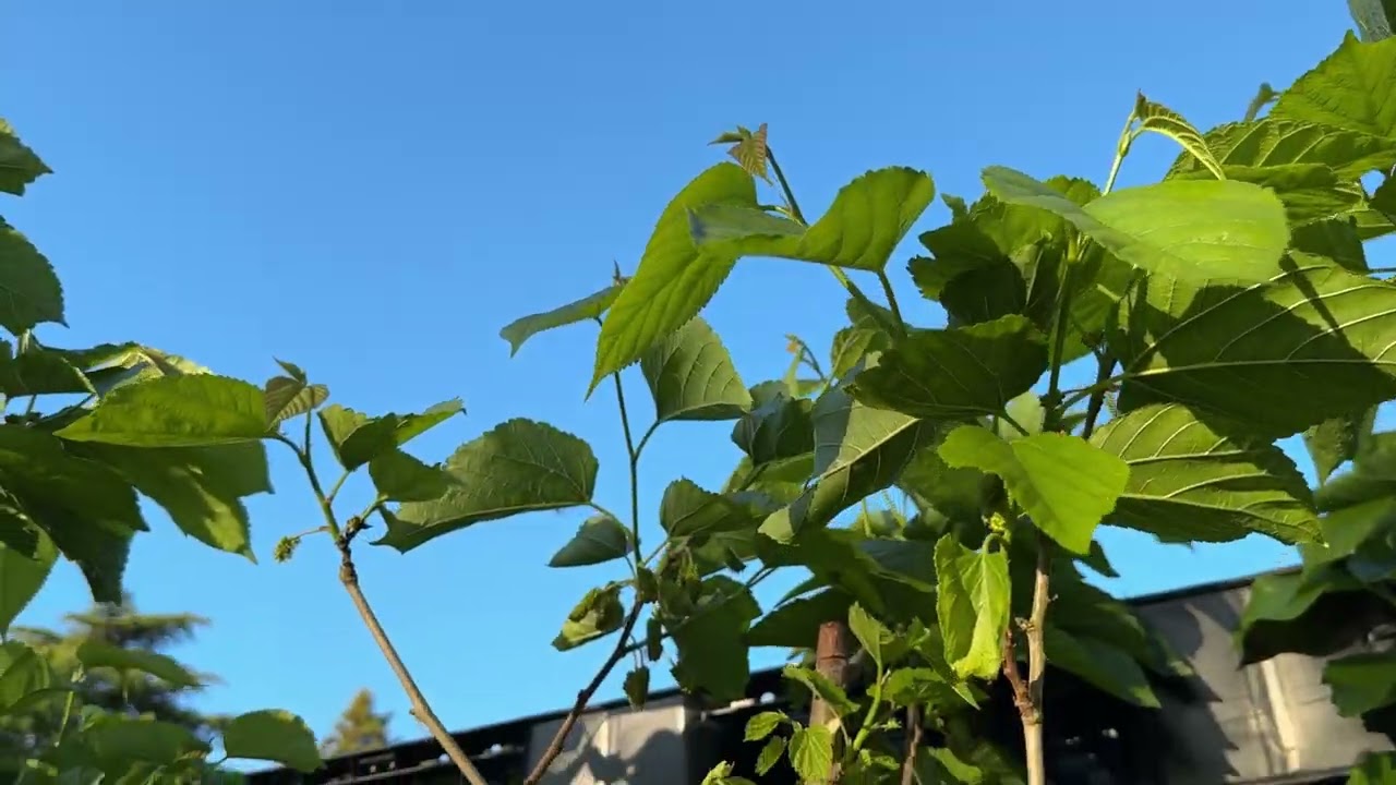 Mulberry Tree: Male Flowers Fruit Drop & Female Fruit Development