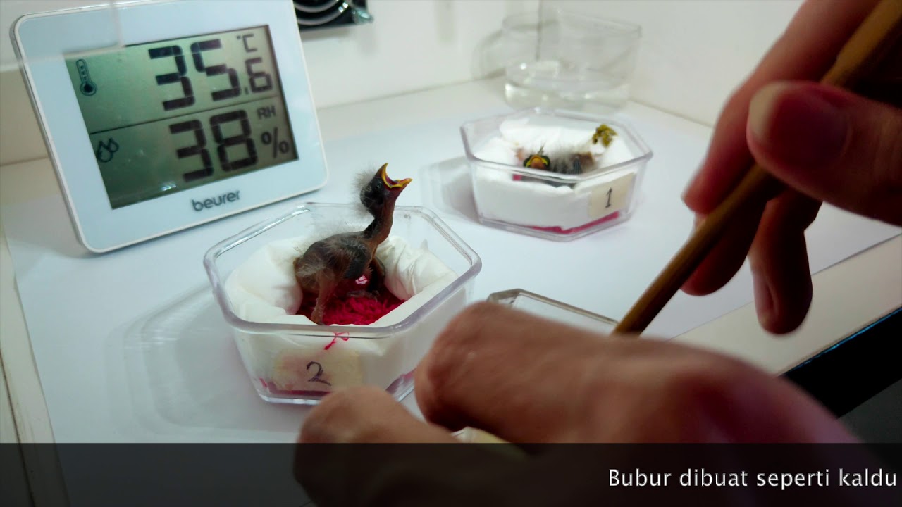 Panen anakan burung Blackthroat + loloh usia 5 dan 6 hari (bag.1). Ternak Blackthroat tidak mudah?