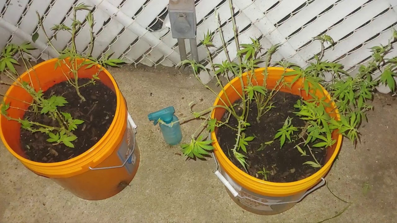 DA MASSIVE Leaf strip
