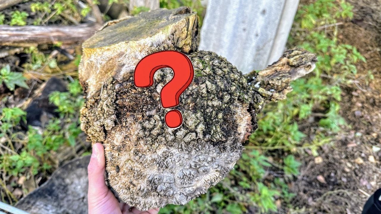 The mysterious piece of wood revealed its secret