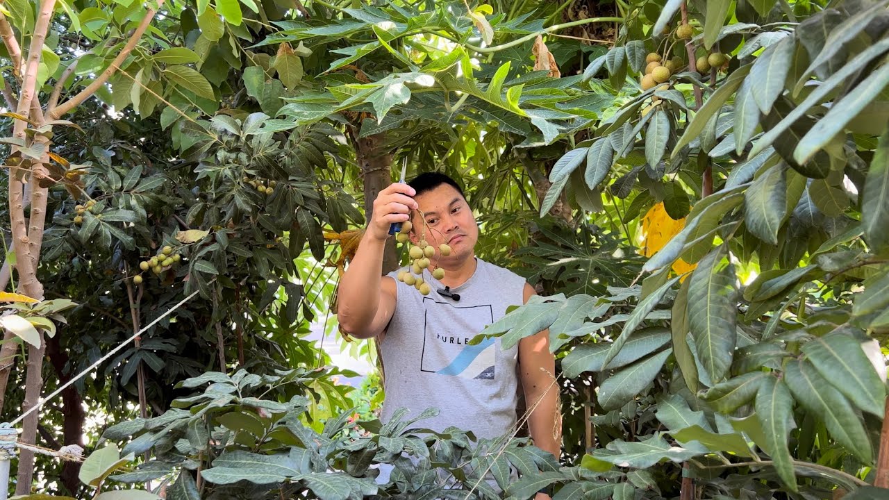 Kohala Longan