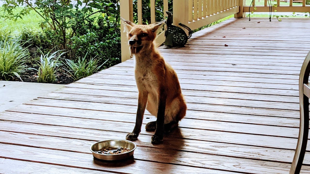Red Fox with Sarcoptic Mange Eating Dinner On My Front Porch