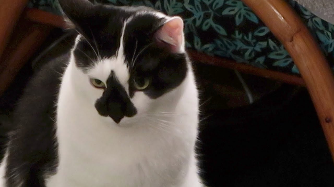 Boo Day 114 - No TNR Database Something Is Wrong - The Lucky Ferals