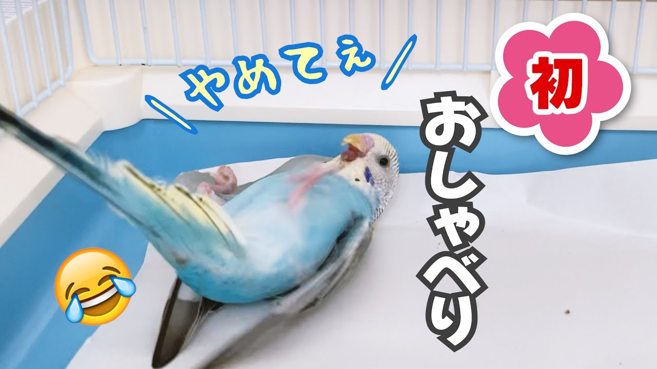 【生後２カ月半】初めてのお喋りと最近のケージ遊び  セキセイインコ 雛