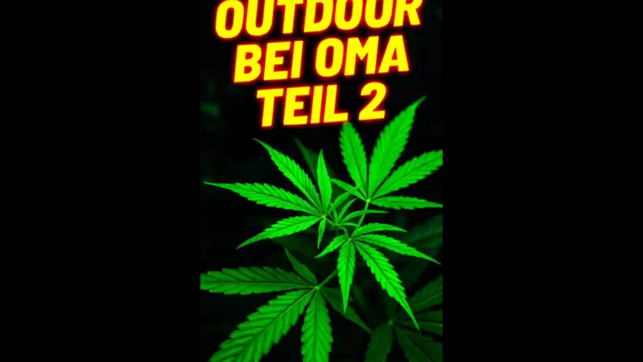 🌱 Steckling &uuml;berlebt OHNE Wasser & D&uuml;nger?! | Critical Orange Punch.