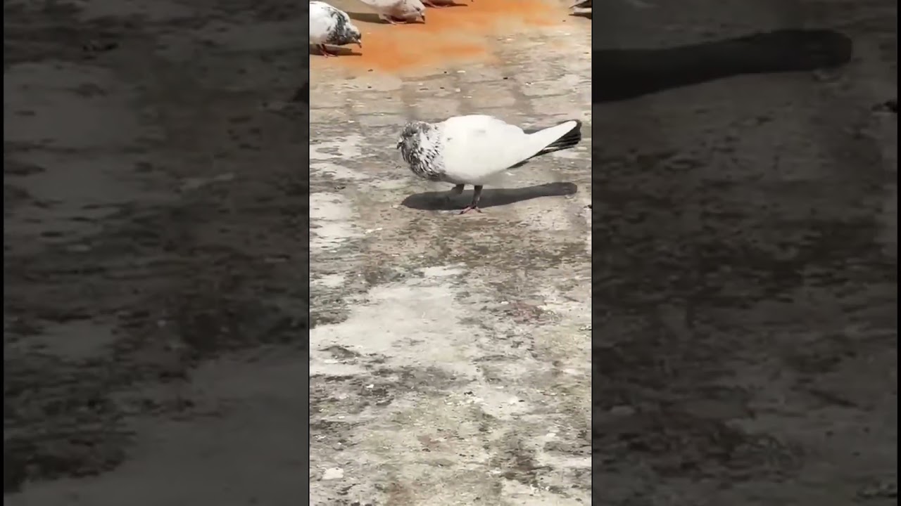 #indianpigeon #pigeon