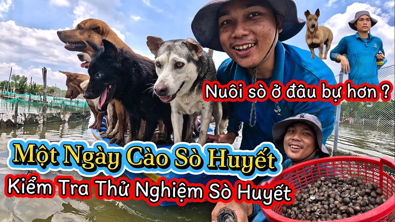 Trở Lại Bãi Sò Nhỏ Kiểm Tra Sau 2 Tháng Thả Nuôi Và Kết Quả Vô Cùng Bất Ngờ