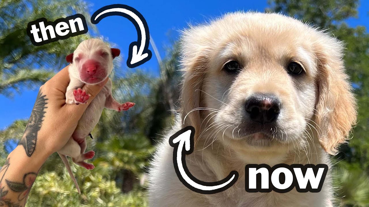 My Mystery Pups are Grown...and Their DNA Results are Fascinating!
