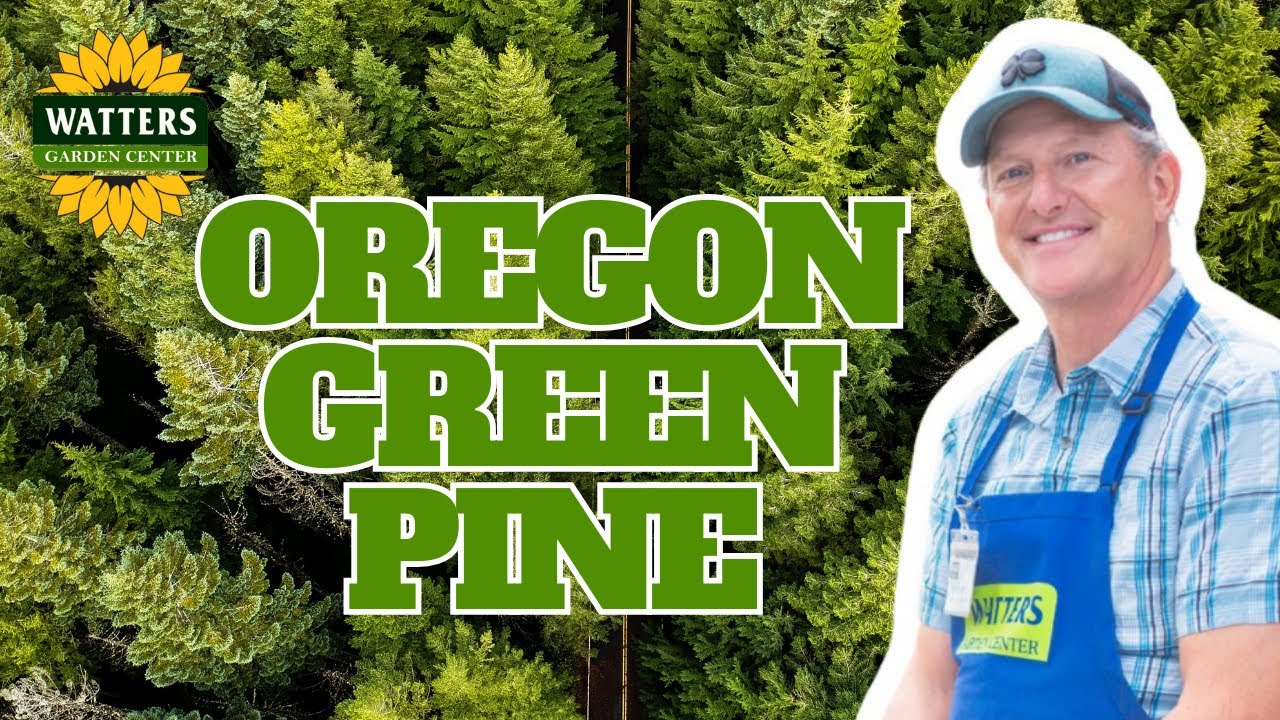 Oregon Green Pine | Evergreen Strength for Your Landscape